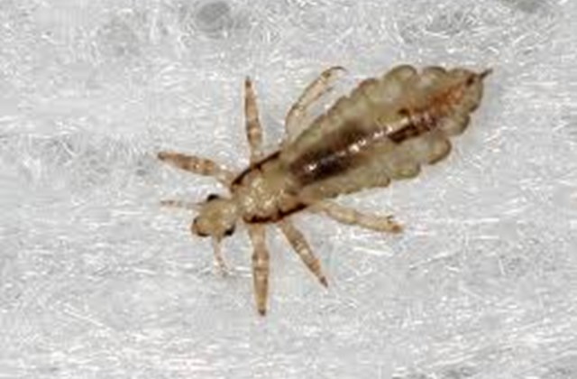 Lúsin er ennþá í Akurskóla