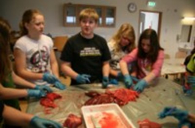 Krufning á svíni hjá 6-7 bekk