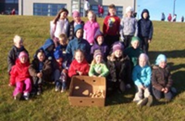 Uppskera í Akurskóla